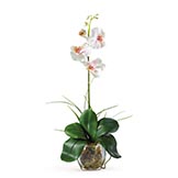 20 inch Mini Phalaenopsis Orchid Liquid Illusion Silk Arrangement in Vase