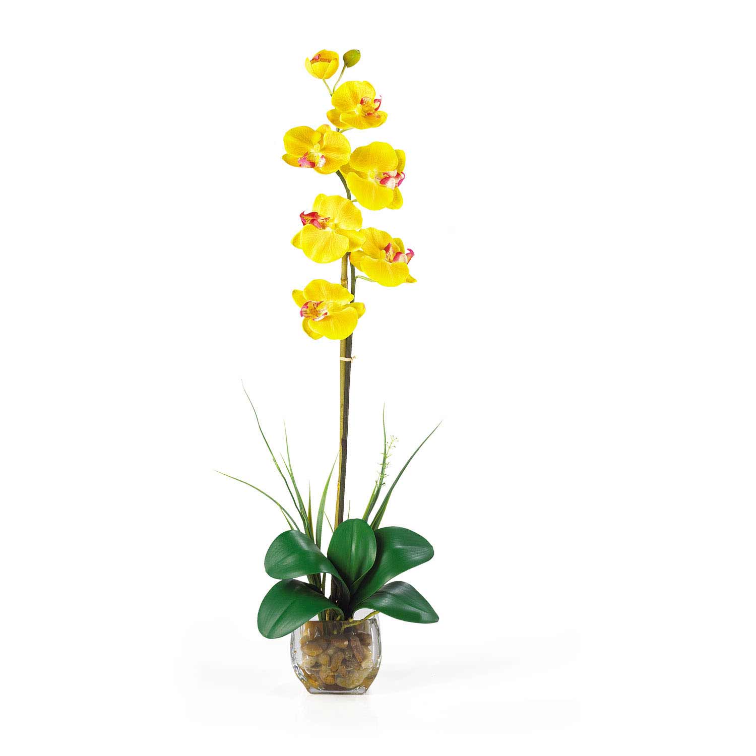 Single Phalaenopsis Silk Flower in Acrylic Water 1104 Nearly Natural