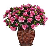 Silk Azalea in Decorative Planter