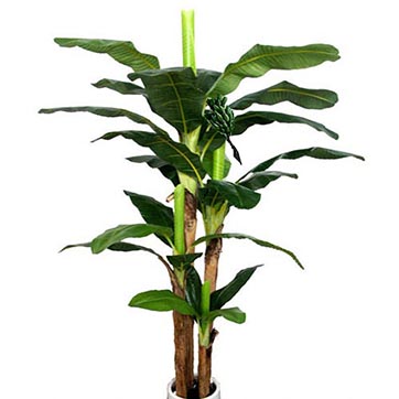 8 Foot Banana Tree | Divaloo