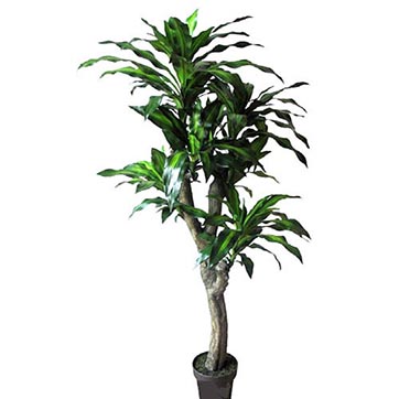 5 foot Dracaena Plant: Potted Reviews - Bonnie748