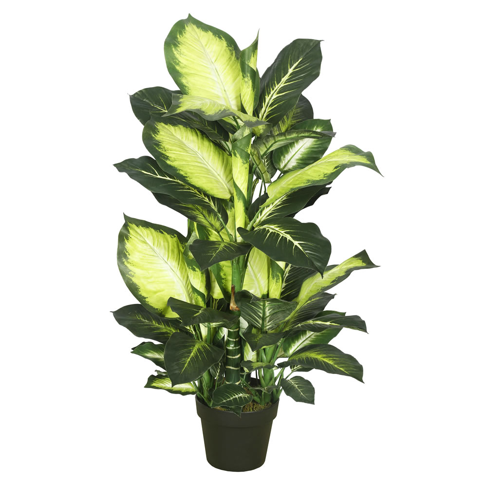 40 inch Tutoned Green Dieffenbachia: Potted | TA170201