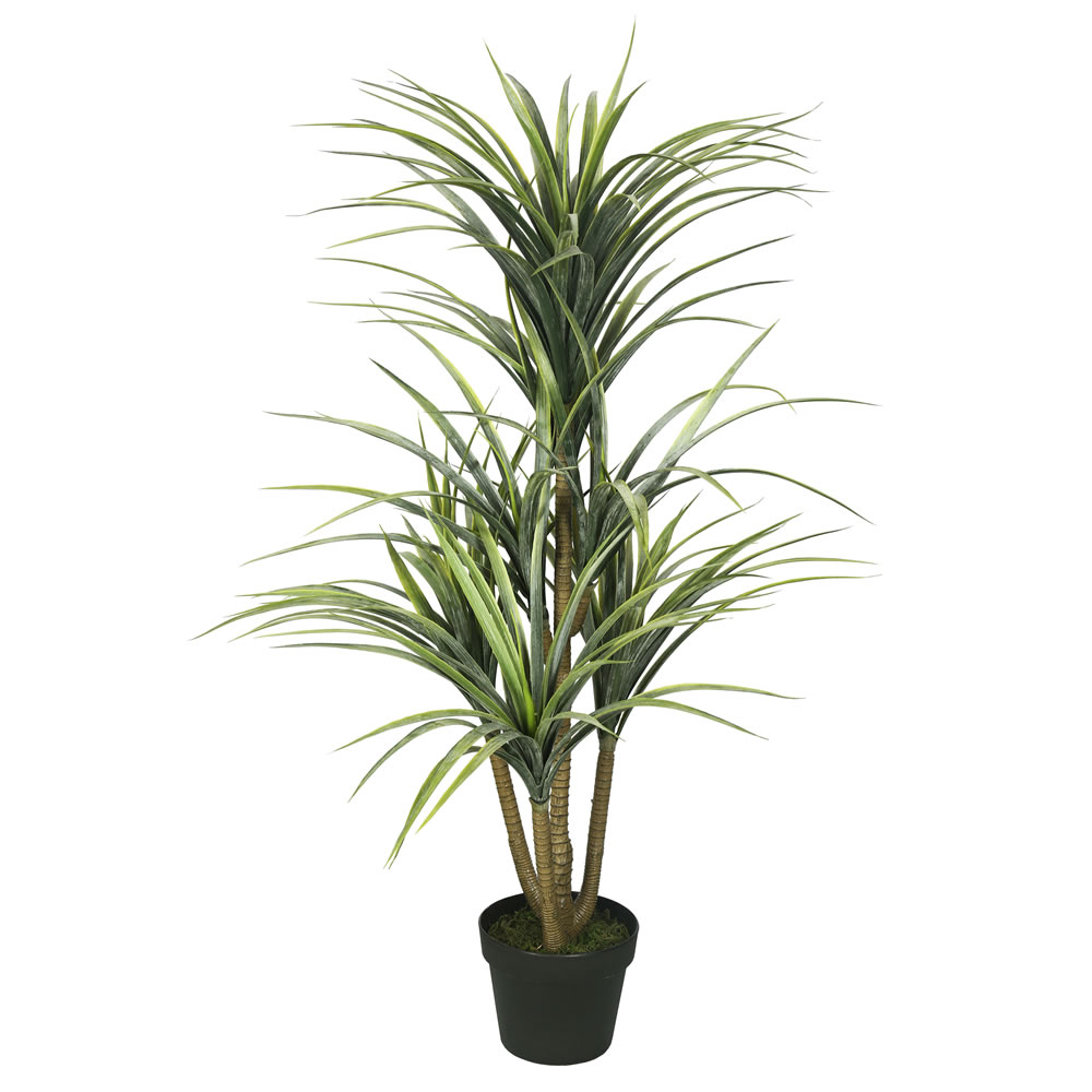 40 inch Yucca Tree: Potted | TA170301