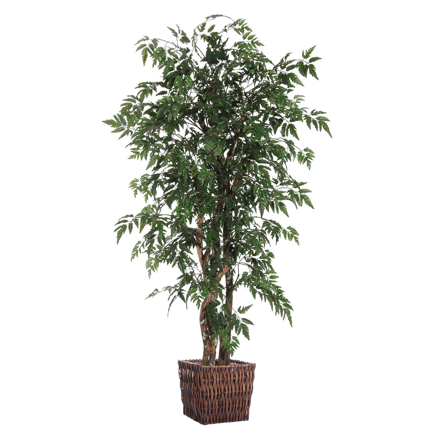 6 Foot Ming Executive Tree W/ Natural Trunk In Willow Basket
