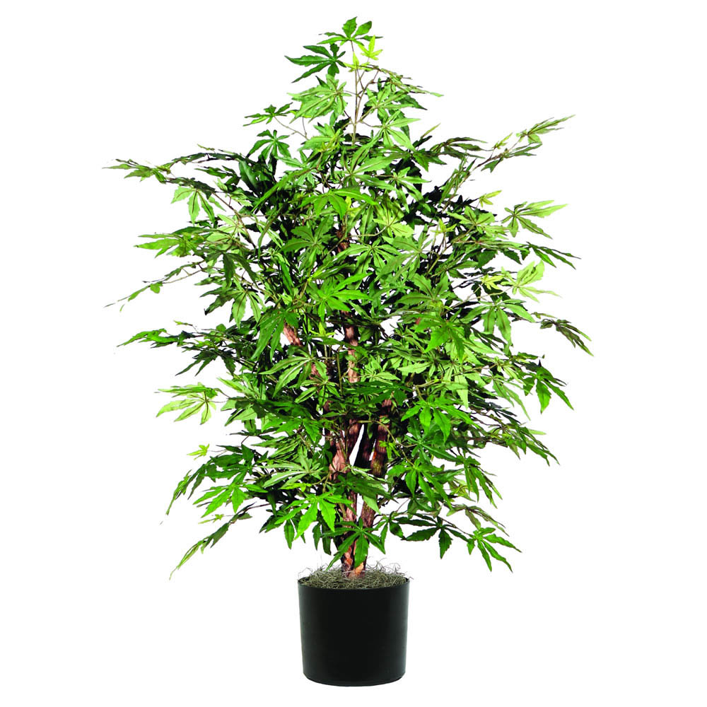 4 Foot Japanese Maple Bush W/ Natural Trunks : Potted